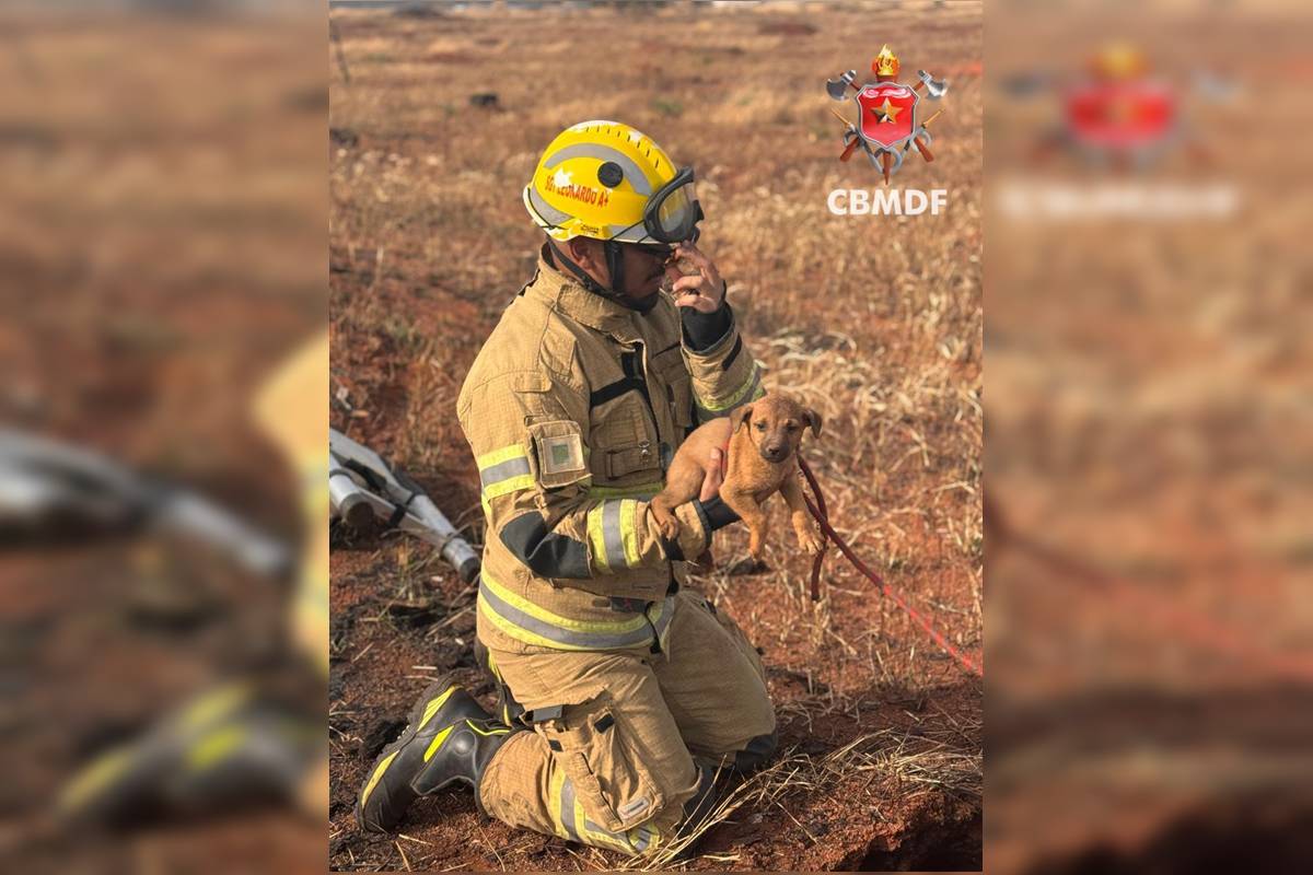 Cachorrinho se perde da mãe e é resgatado a 2 metros de profundidade