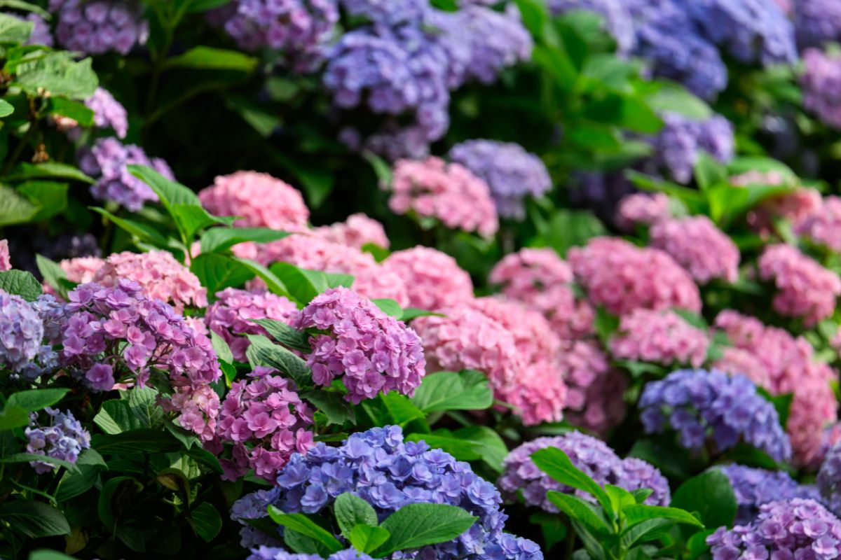 foto colorida planta Hortênsia