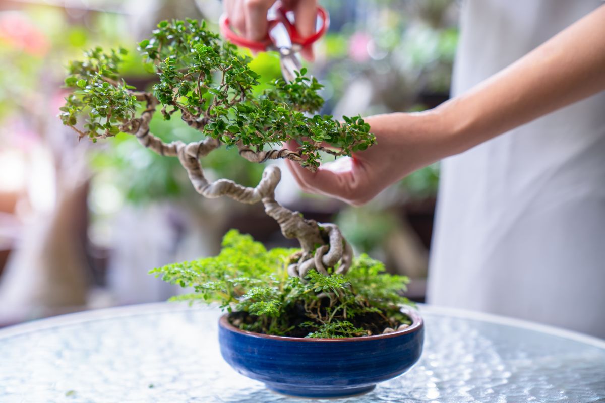 foto colorida Bonsai