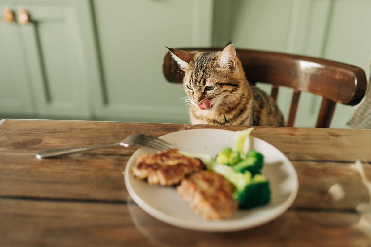 Descubra quais frutas e legumes você nunca deve oferecer ao seu gato