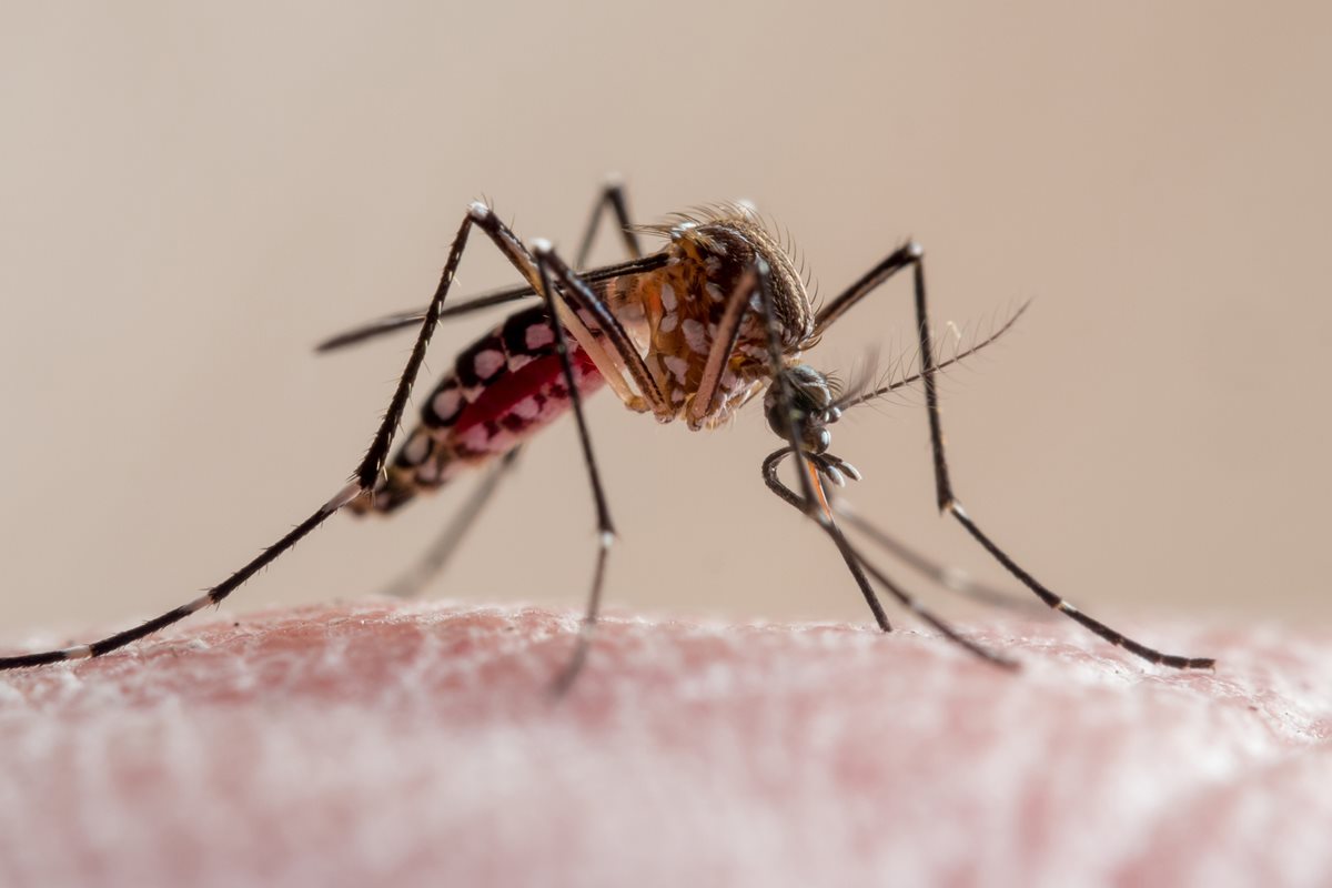 Novas estratégias ampliam combate à dengue, leishmaniose e Chagas