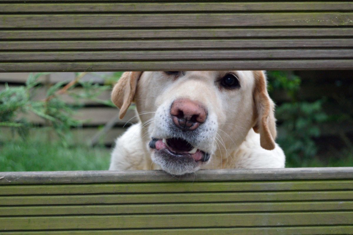 Veja se latidos excessivos do cachorro podem gerar multa de condomínio