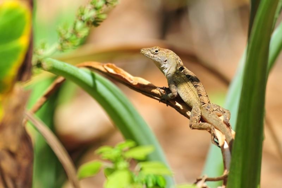 Lagartos nos EUA se adaptam à vida com nível “catastrófico” de chumbo