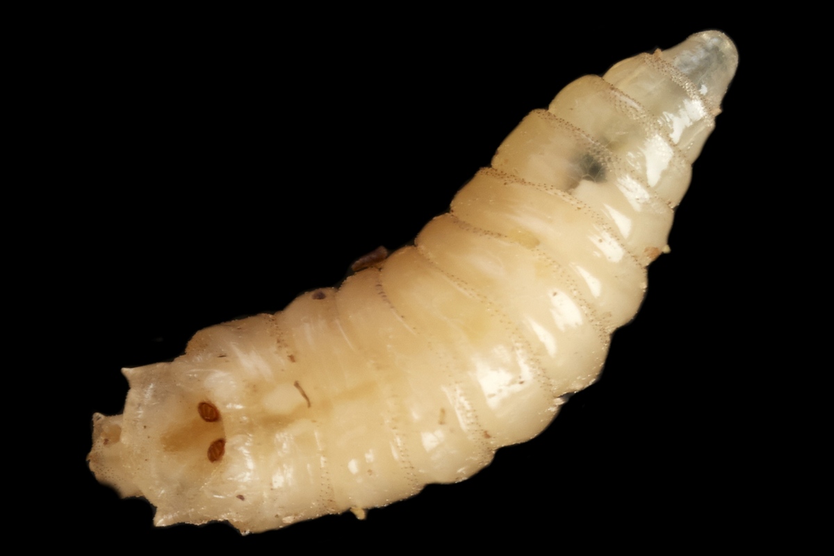 Larva-mosca EUA confirmam 1° caso de mosca-bicheira em humano; médicos explicam