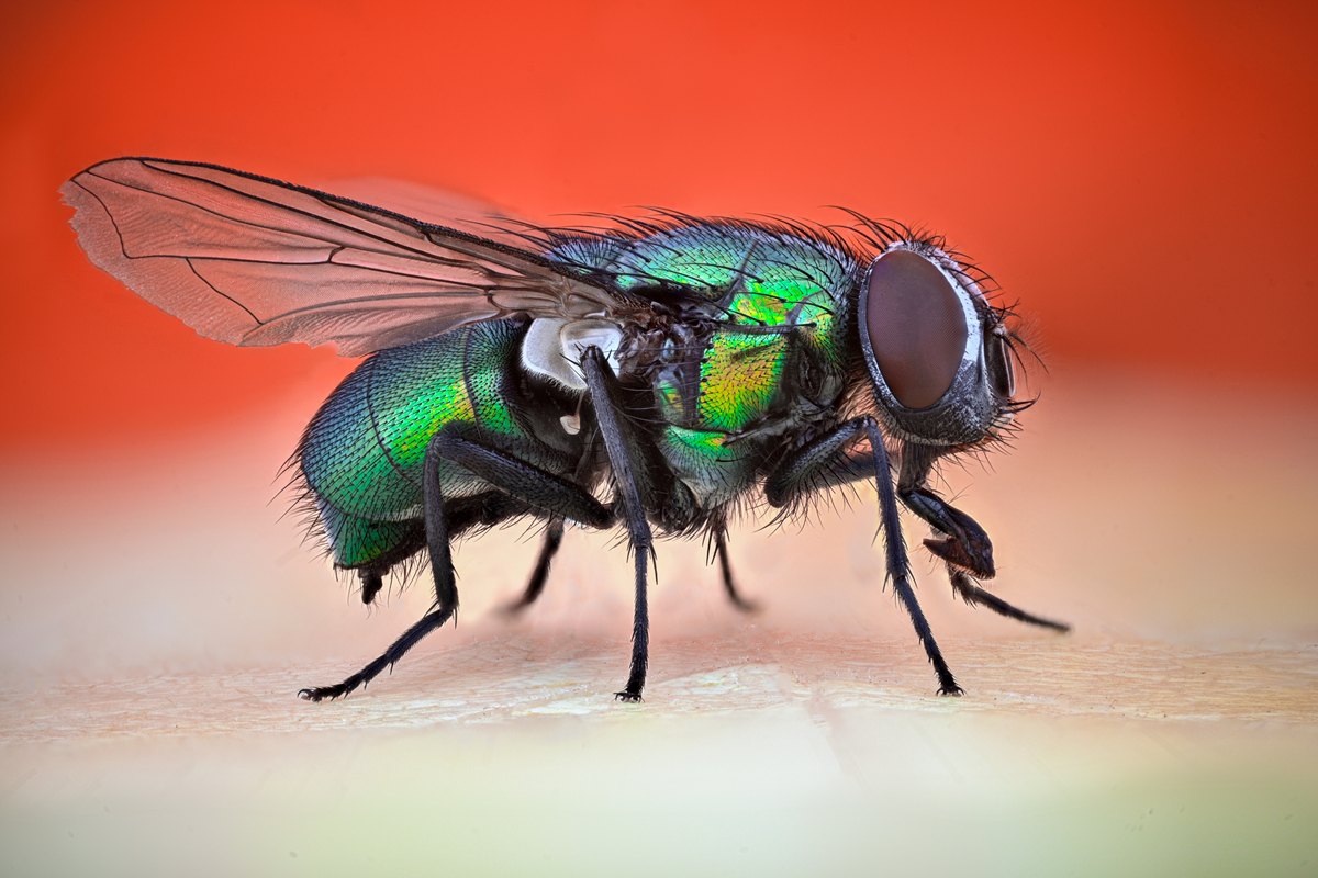 Mosca_2 EUA confirmam 1° caso de mosca-bicheira em humano; médicos explicam
