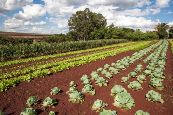 horta em uma terra