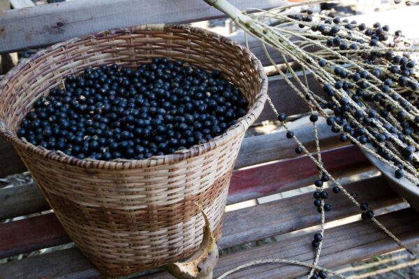 galhos frutíferos ao chão do lado da cesta cheia de frutas