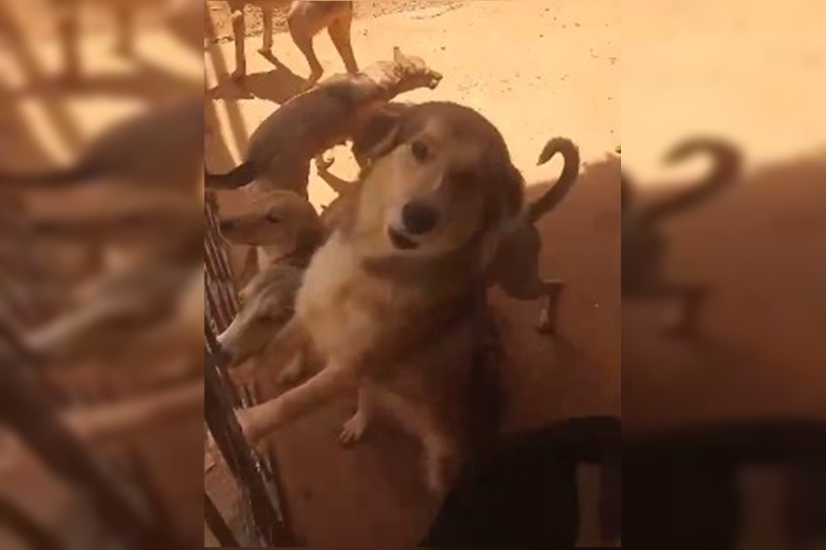 Após morte de tutora, cães precisam de novos lares. Saiba como ajudar
