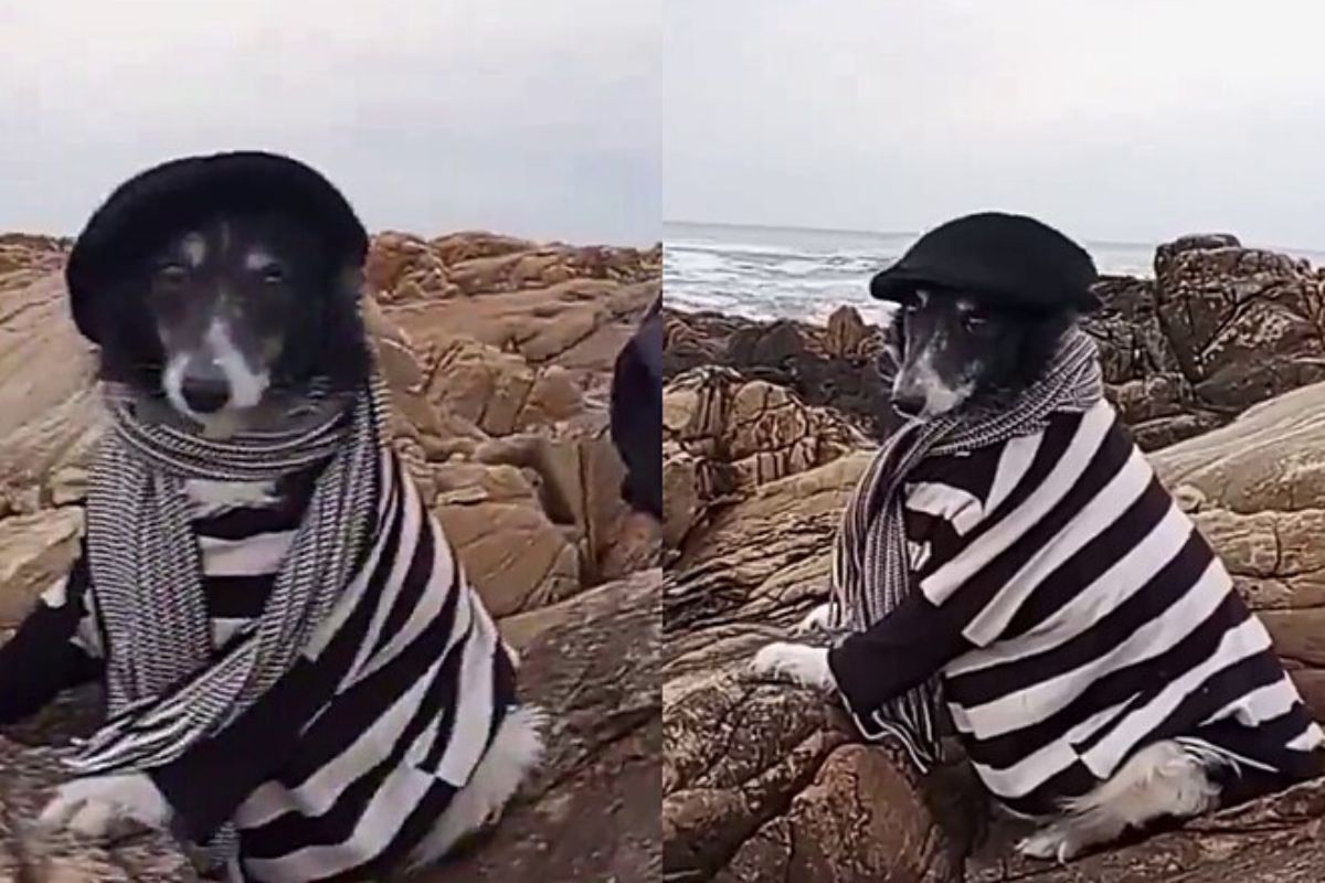 foto colorida cão Pipo