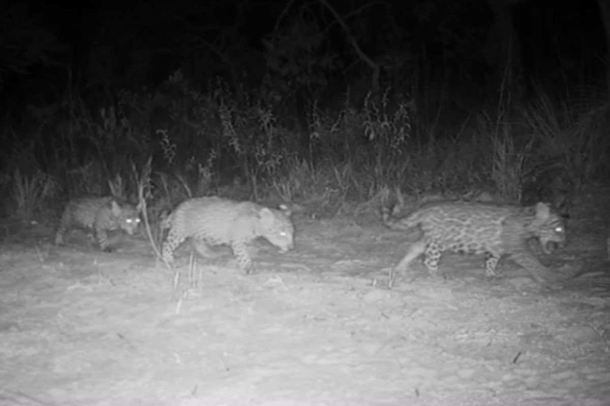 Cenas inéditas: onça-pintada dá à luz a trigêmeos no Cerrado. Vídeo