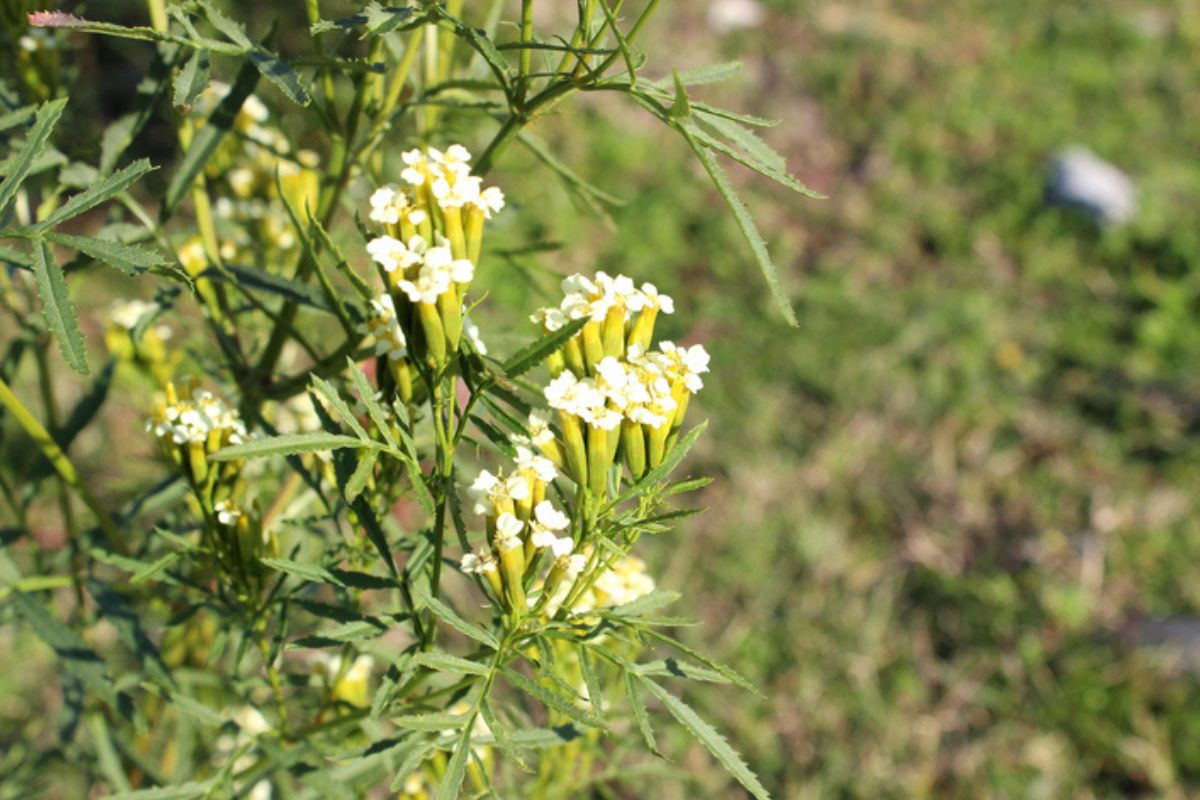 Imagem colorida da planta tagetes minuta
