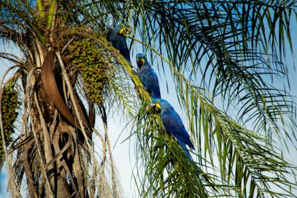 A imagem registra duas araras-azuis-grandes (Anodorhynchus hyacinthinus), ave ameaçada de extinção que encontra no Pantanal seu principal refúgio. Empoleiradas em uma palmeira, elas reforçam a importância da conservação das espécies e dos ecossistemas da região.