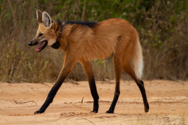 O registro mostra um lobo-guará (Chrysocyon brachyurus), mamífero caracterizado pelas pernas longas e pelagem avermelhada. Considerado o maior canídeo da América do Sul, o lobo-guará é uma espécie-chave para o equilíbrio dos ecossistemas e está listado como vulnerável à extinção.