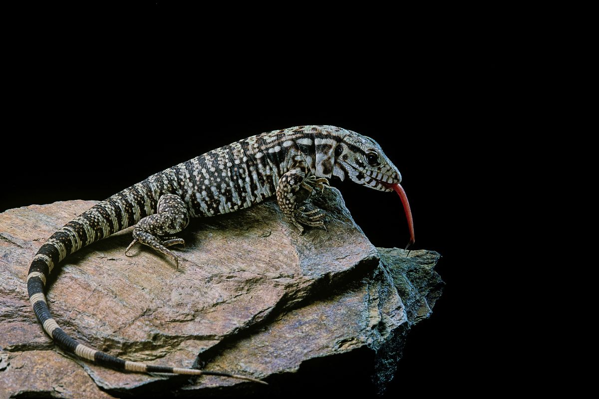 FOTO COLORIDA Teiú (Salvator merianae)