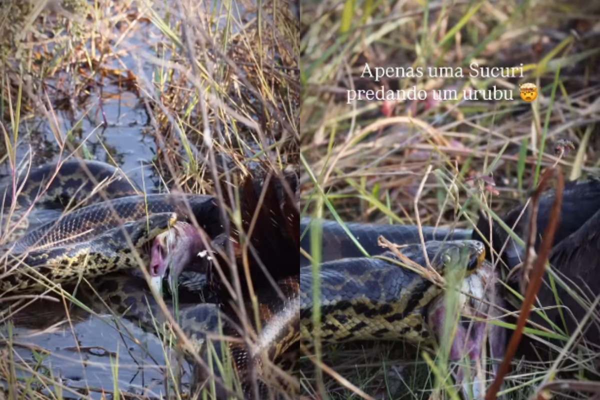 Sucuri é filmada arrastando urubu após bote no Pantanal. Vídeo