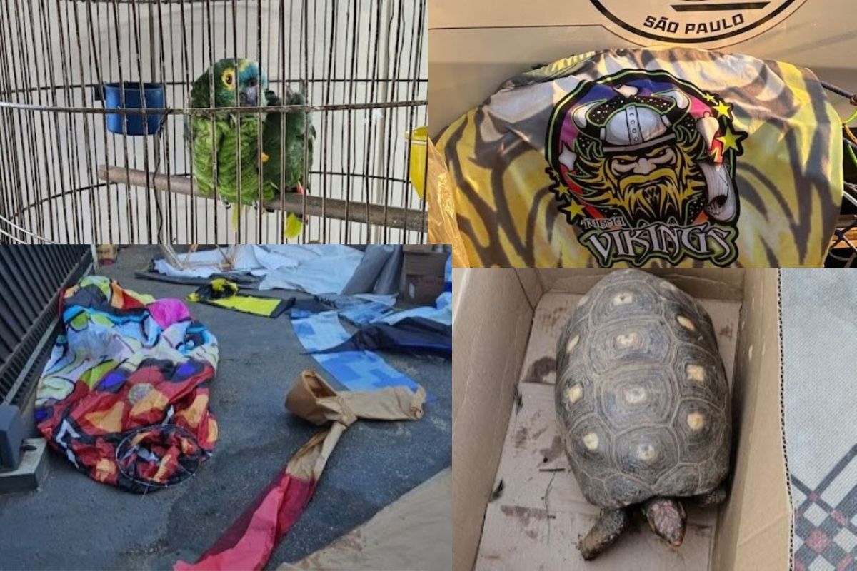 PM e MPSP apreendem balões e animais silvestres no interior de SP