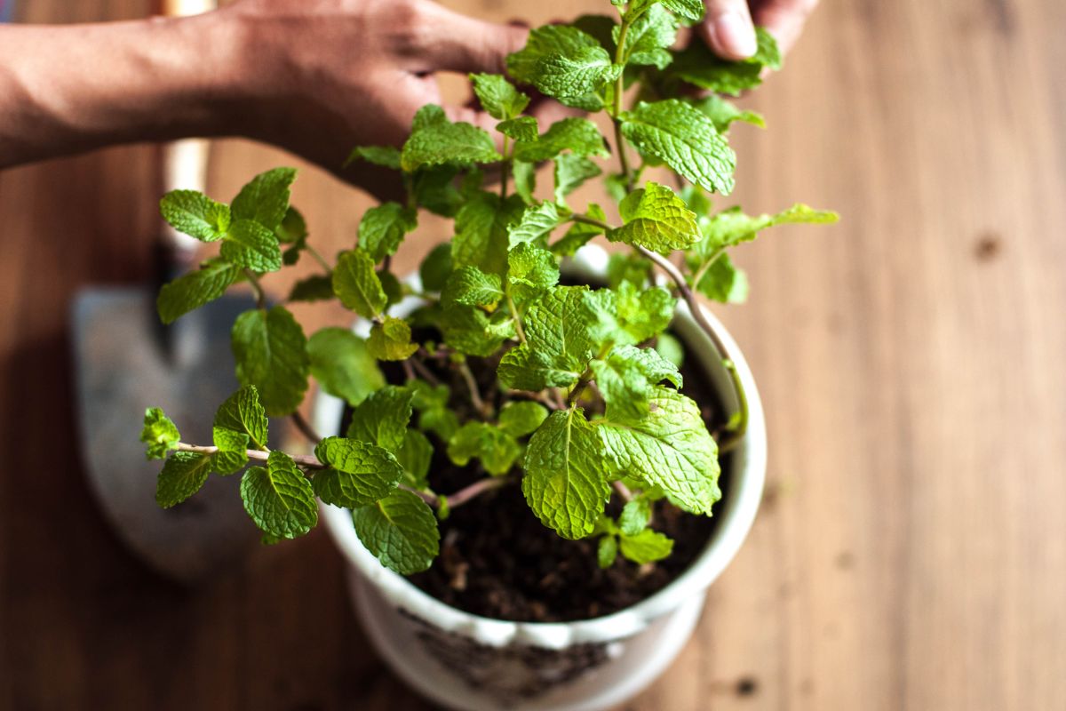 foto colorida de vaso com menta, planta com vários benefícios