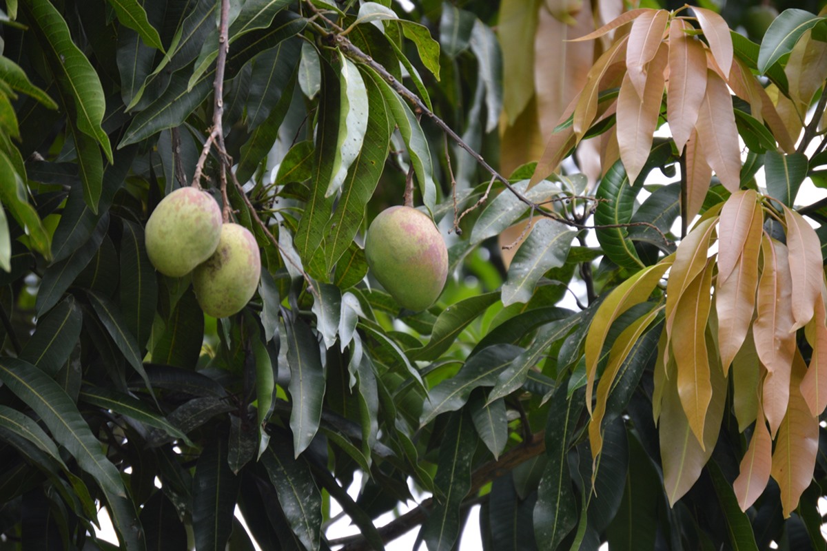 Homem morre eletrocutado ao tentar pegar manga em árvore no DF