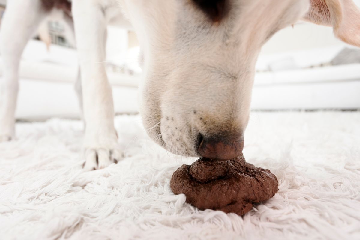 cachorro cheirando as fezes 