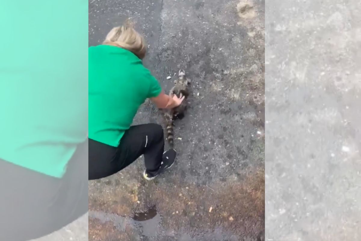 Foto colorida de um guaxinim e uma mulher - Metrópoles