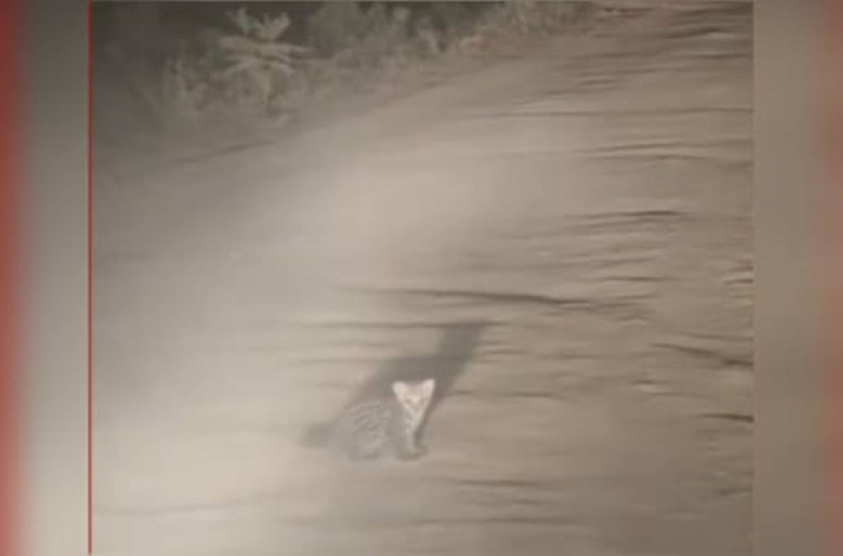 Bebê jaguatirica é visto perdido até chegada da mãe em estrada. Vídeo