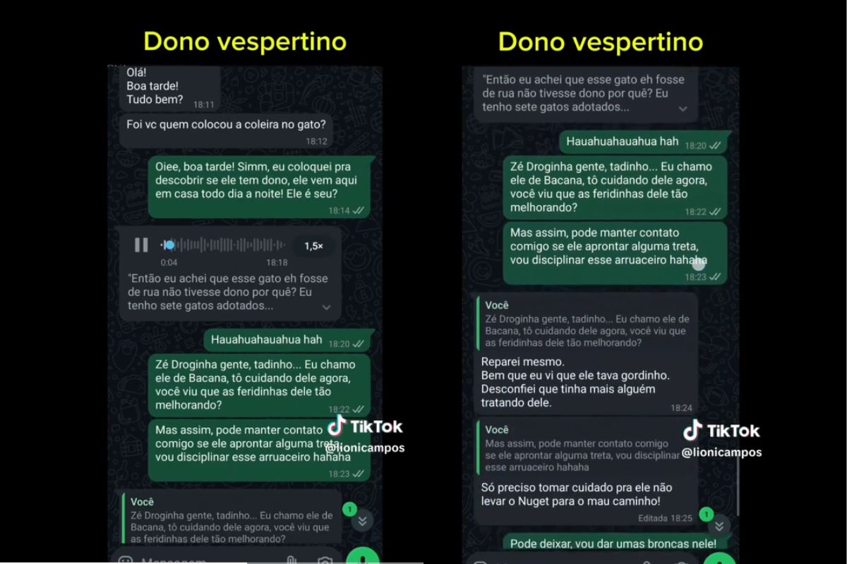 Tutor desconfia de “traição” e descobre que gato tem 4 famílias