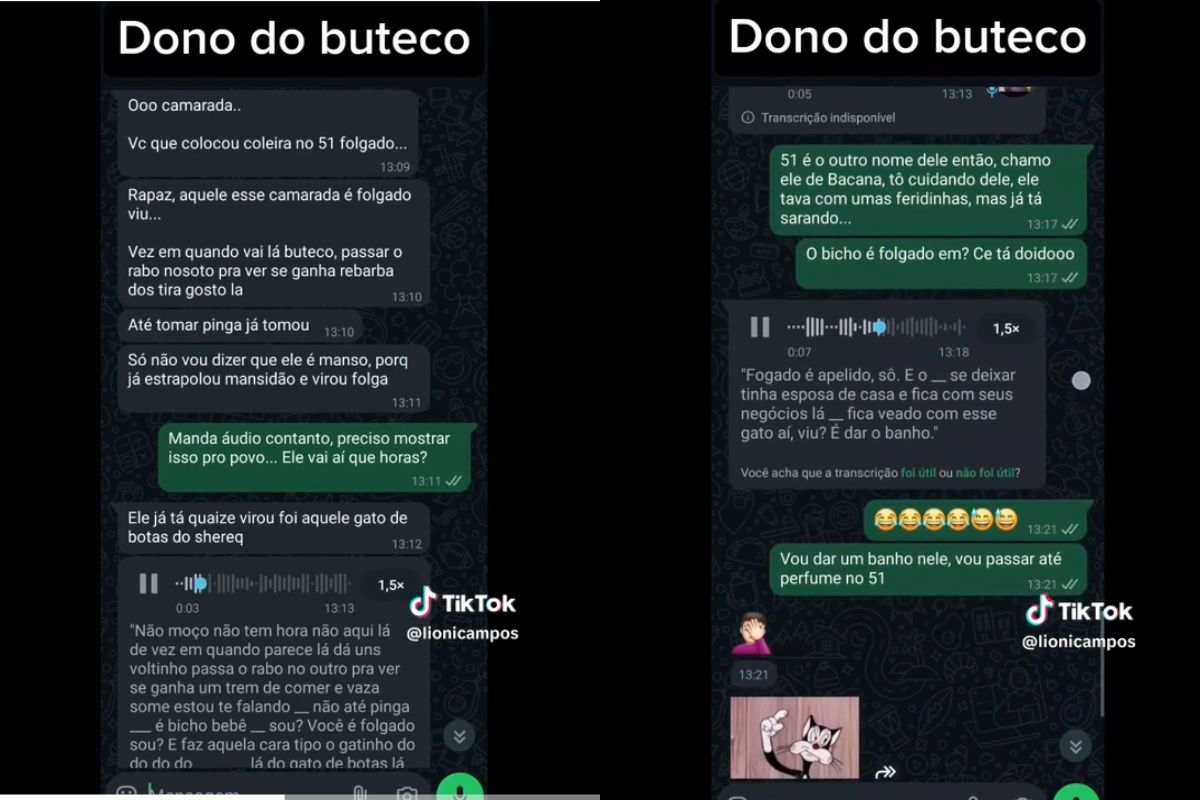 Tutor desconfia de “traição” e descobre que gato tem 4 famílias