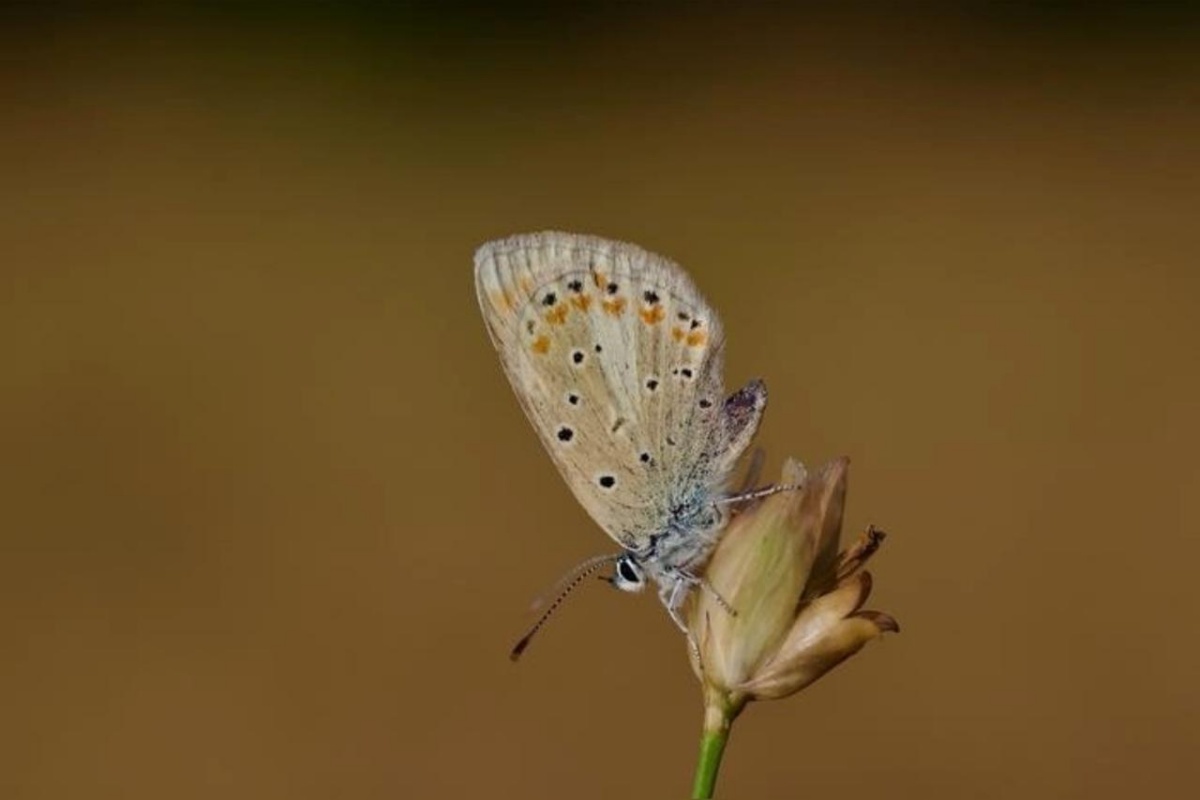 229 pares: estudo mostra qual animal tem maior número de cromossomos