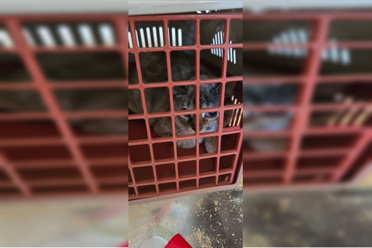 “AP do terror”: mulher é presa por maus-tratos a gatos em Águas Claras