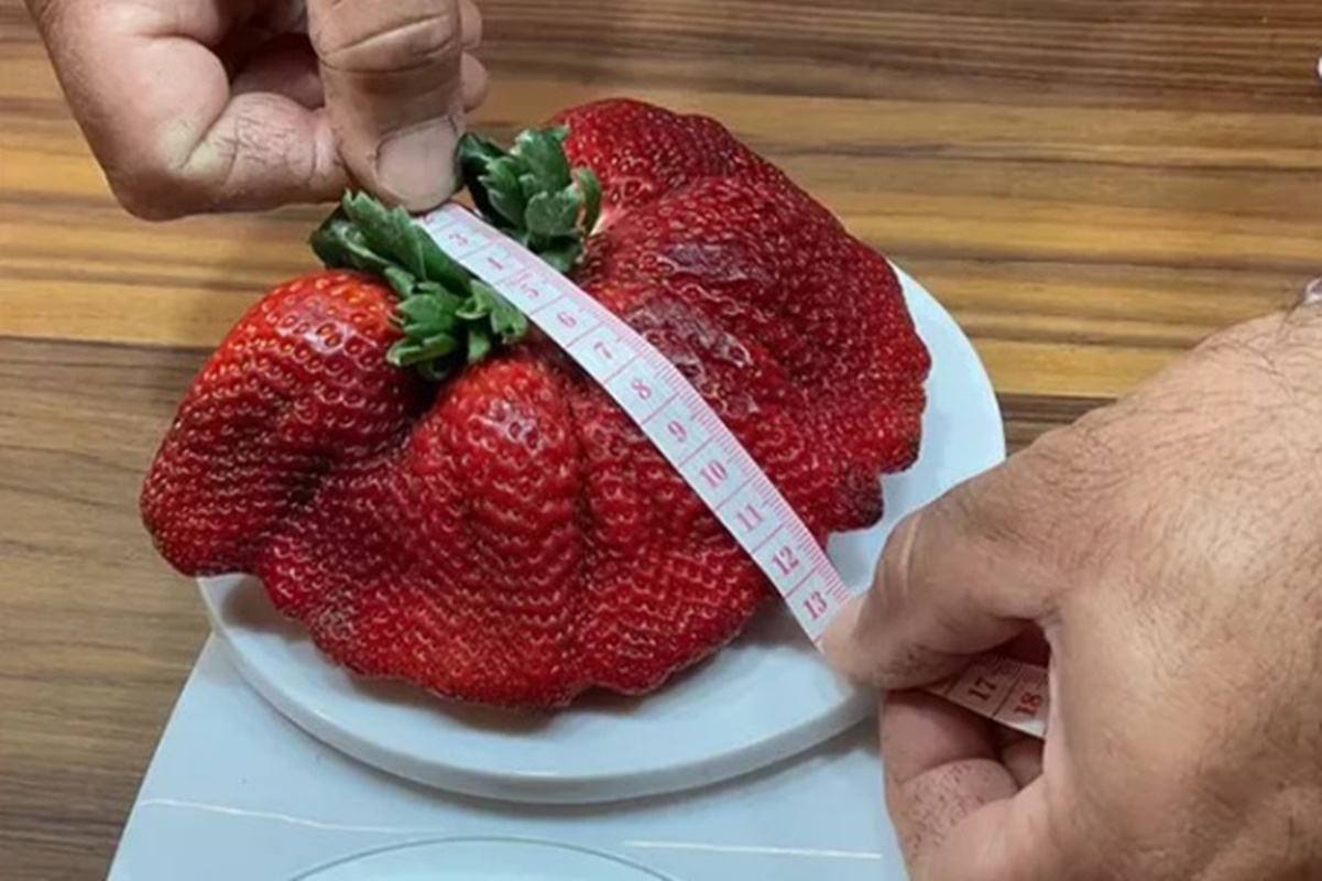 Foto colorida de morango gigante - Frutas e vegetais gigantes: por que acontecem e como cultivar