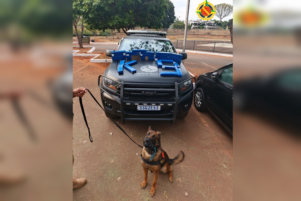 Almofada cheirosa não engana cadela e mulher é presa com maconha no DF