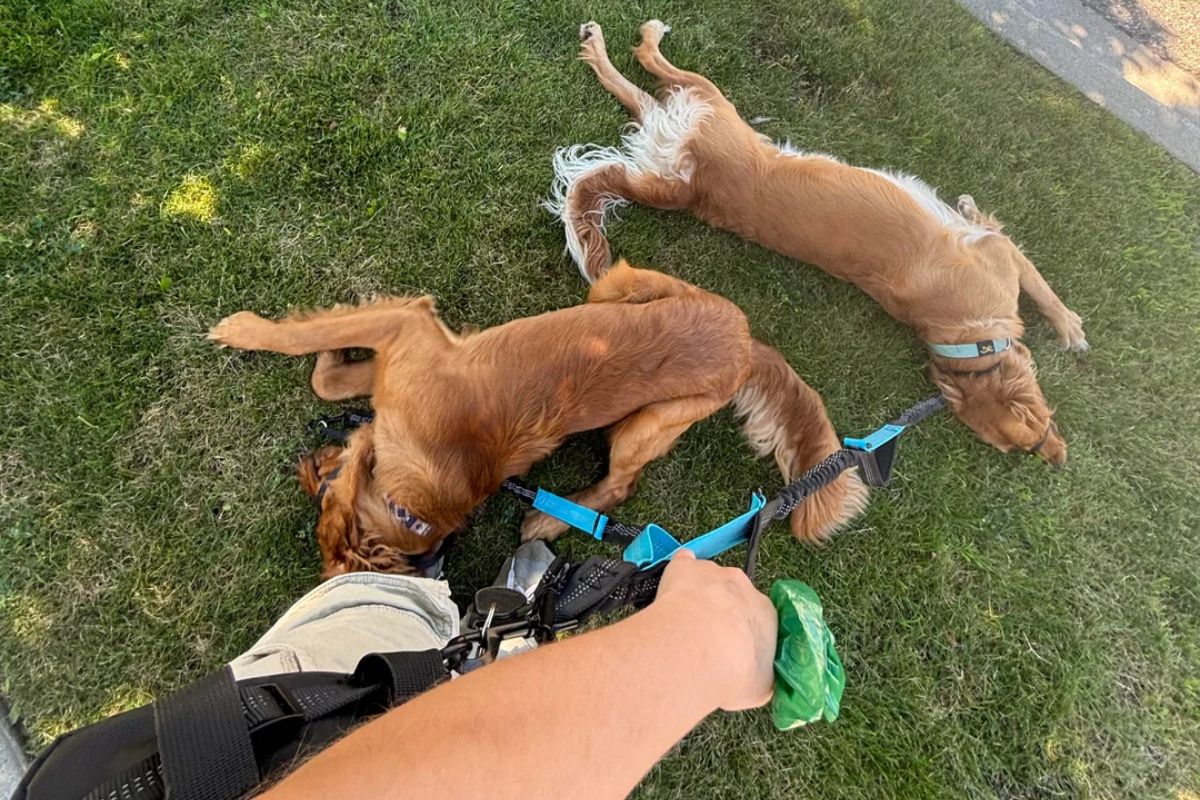 foto colorida dois cachorros da raça gonden brincando