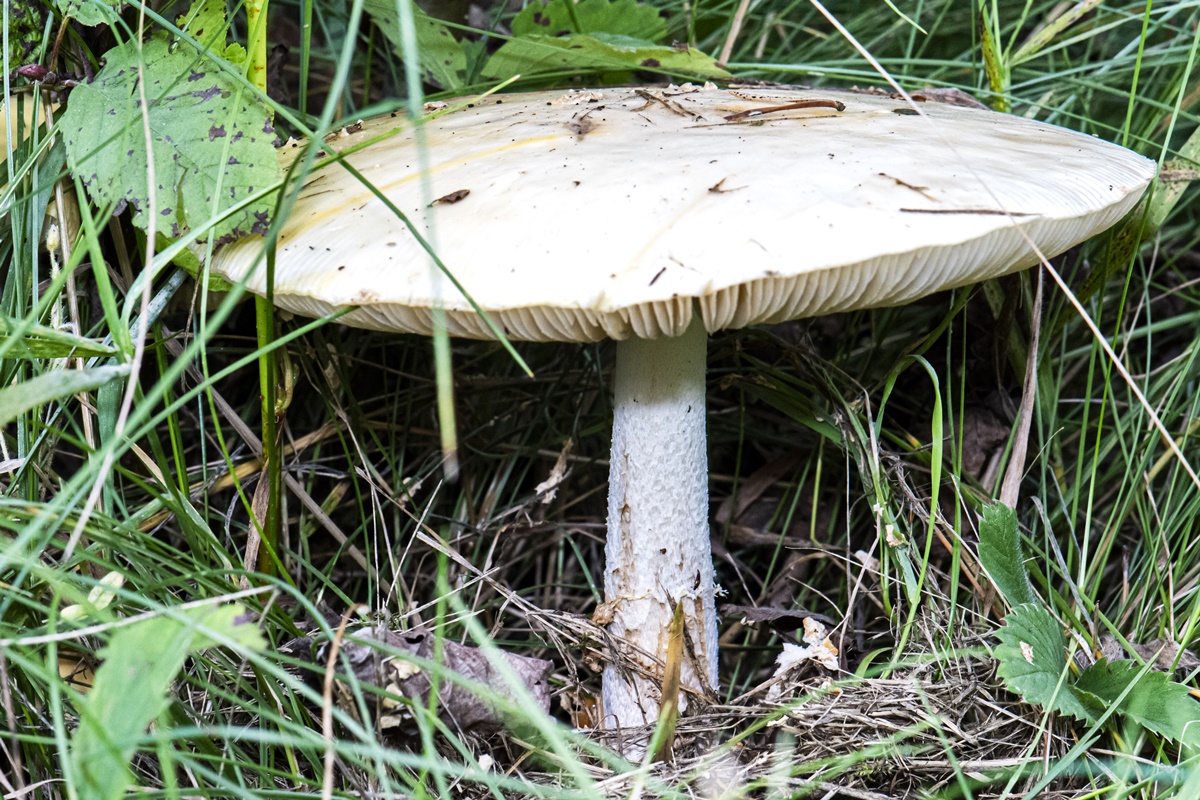 Foto colorida de Amanita virosa, cogumelo venenoso - Mortais: saiba quais são os 5 cogumelos mais venenosos do mundo