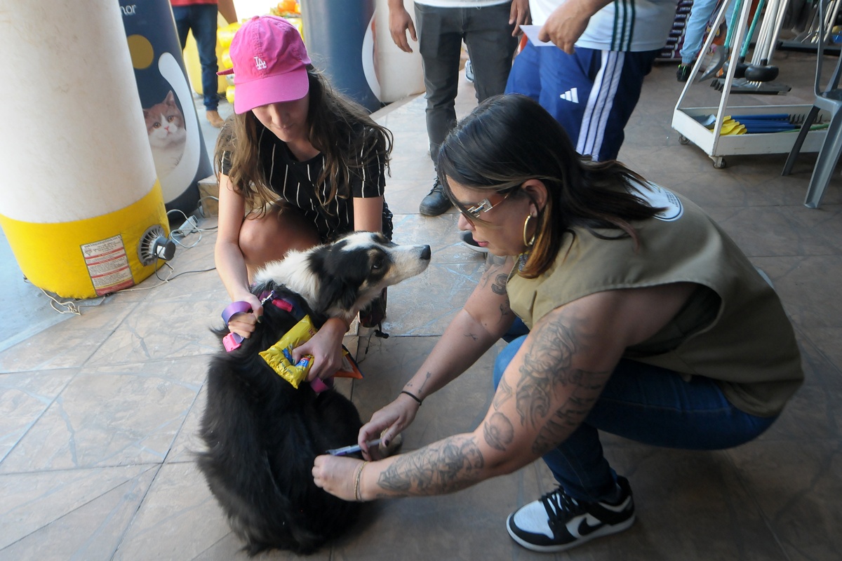 Vacinação de pets contra raiva começa em todo DF neste sábado (11/10)