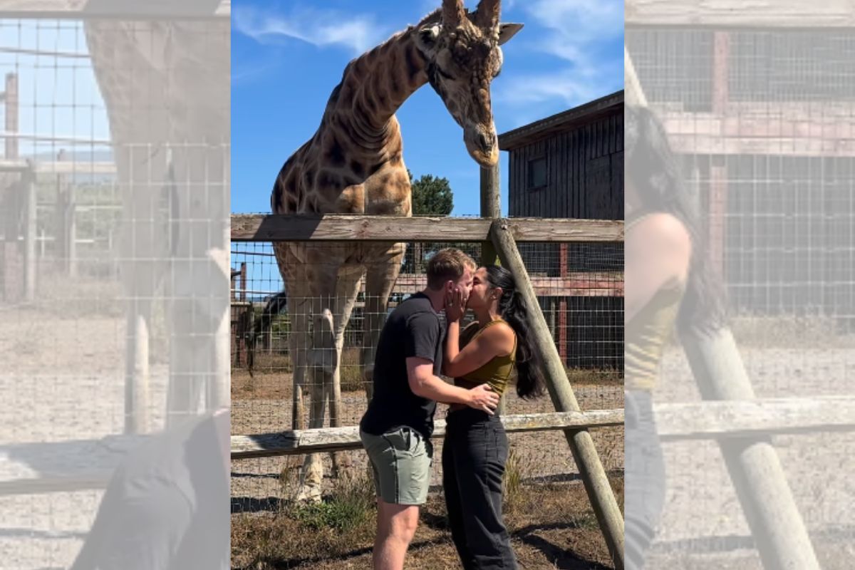 Foto colorida de um casal e uma girafa - Metrópoles