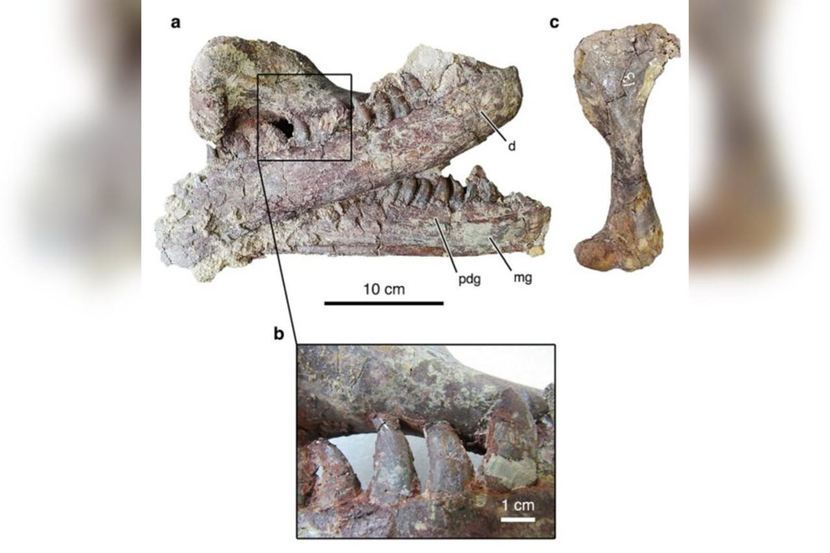 Foto colorida de fósseis de dinossauro - Metrópoles