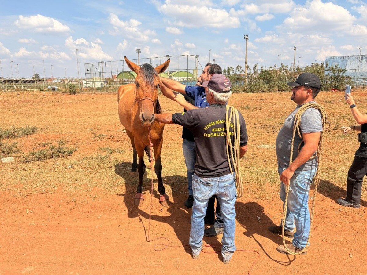 De volta pra casa: operação recupera cinco cavalos e um burro roubados
