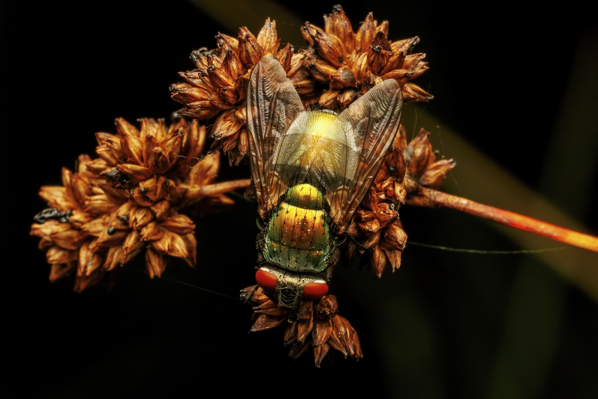 Imagem colorida de mosca polinizando flor - Metr