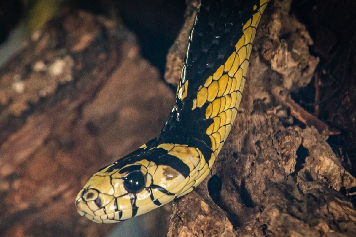Imagem colorida da serpente mais veloz do Brasil, a caninana - Metrópoles