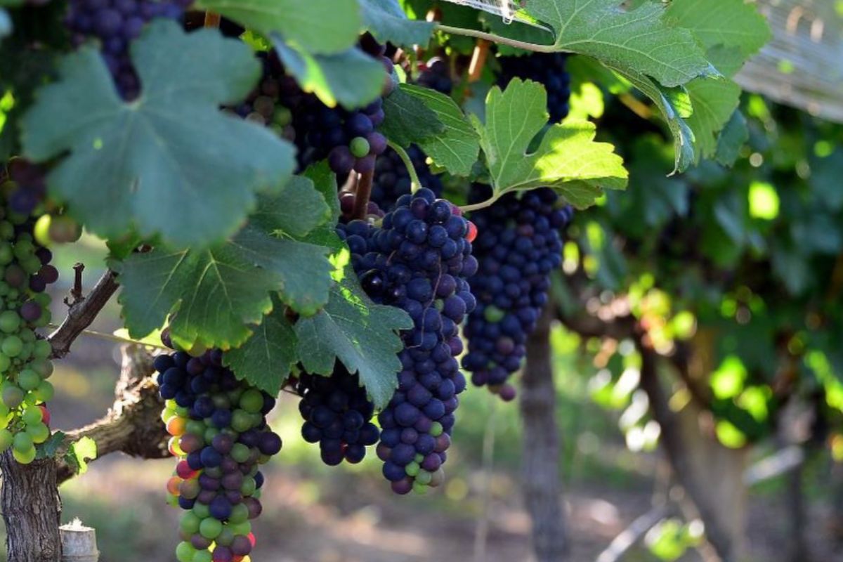 Foto colorida de uvas - Metrópoles