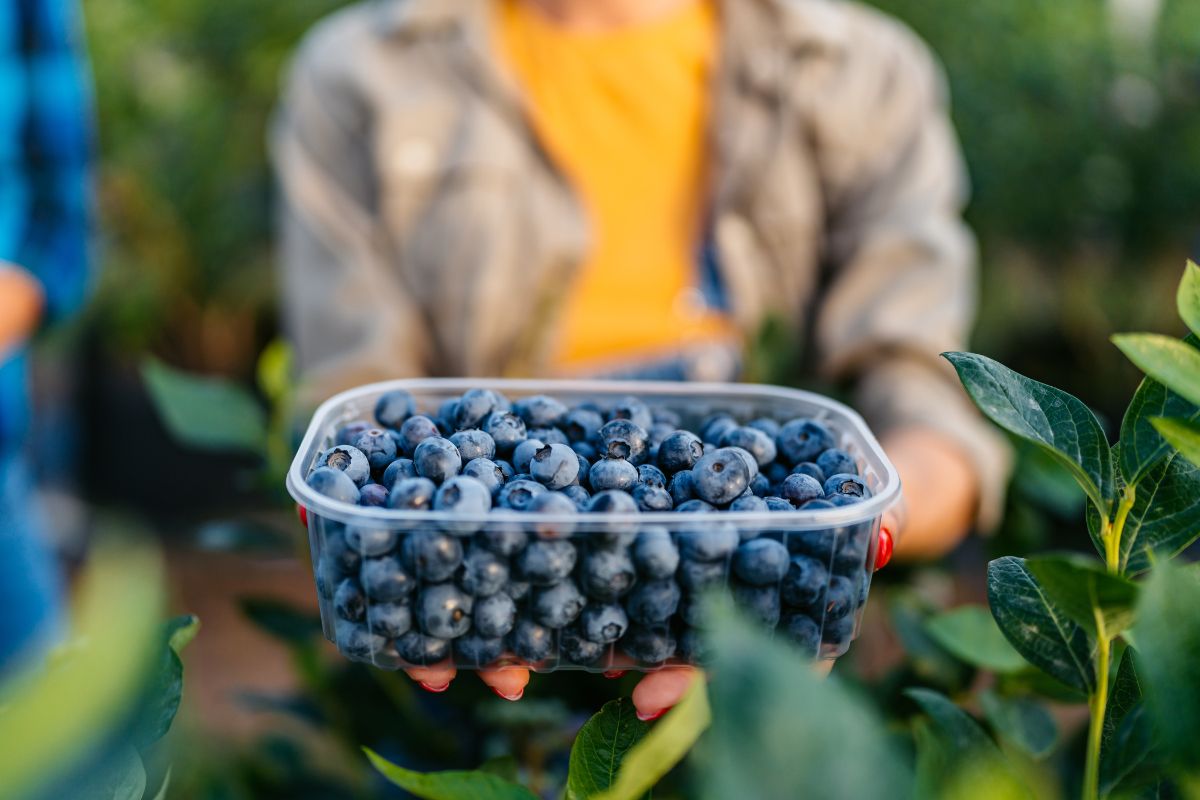 Rota das frutas: 4 lugares no DF para colher e comer delícias do campo