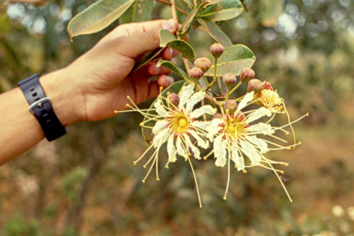 Foto colorida de flor branca com centro amarelo e folhas verdes - Metrópoles