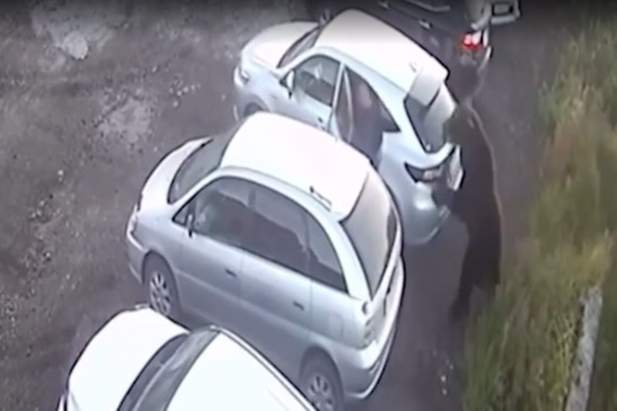 Em fúria, urso persegue e ataca homem na Rússia. Vídeo