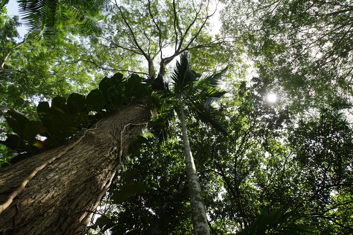 A redescoberta da Amazônia (por André Gustavo Stumpf)