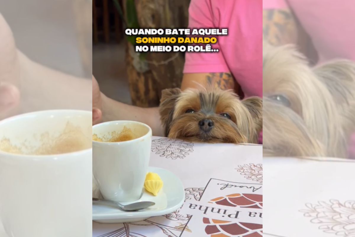 Foto colorida de um cachorro - Metrópoles