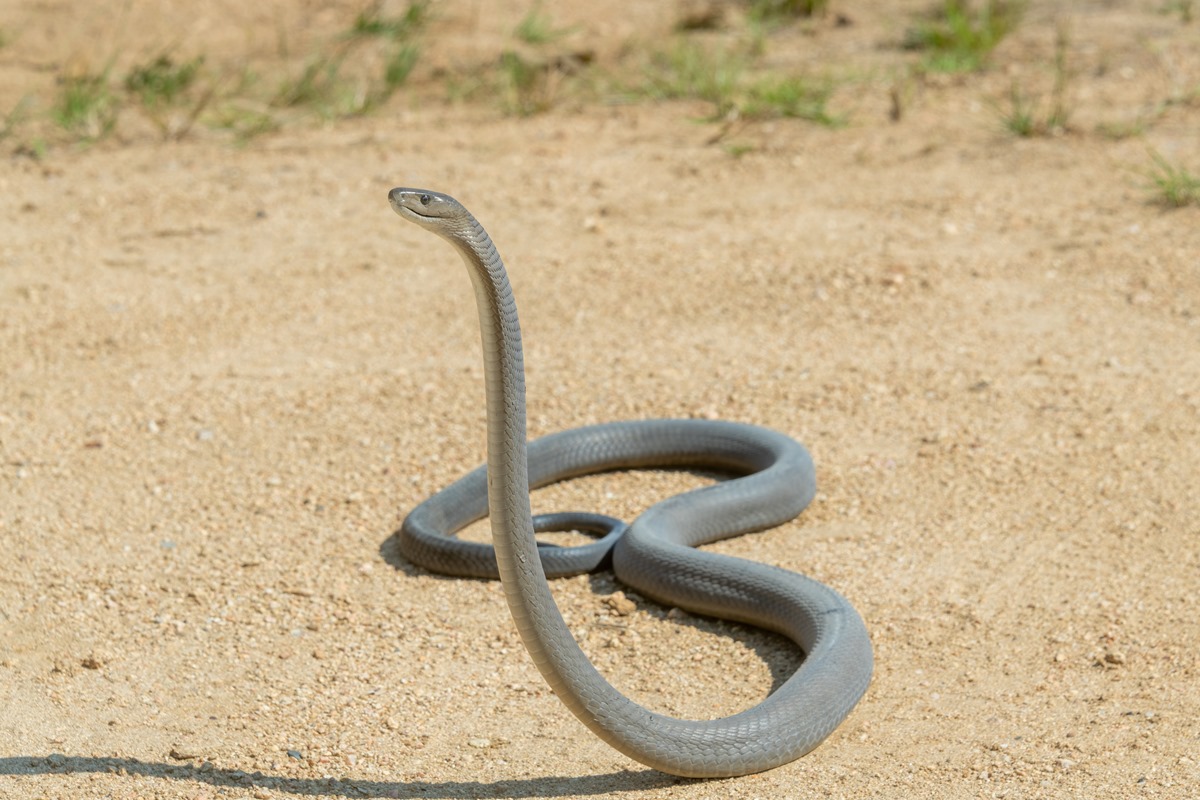 Imagem colorida mostra cobra mamba negra rastejando no solo - Metrópoles