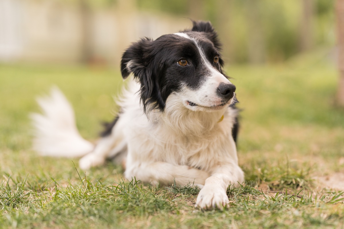 Foto colorida de cão da raça border collie - Metrópoles
