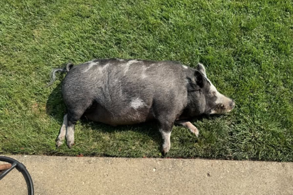 Foto colorida de um porco, com pelagem preto e branca, deitado sobre um grama verde - Metrópoles