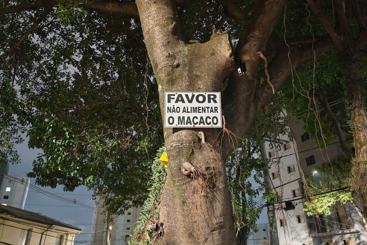 Imagem colorida mostra árvore com uma placa escrita 