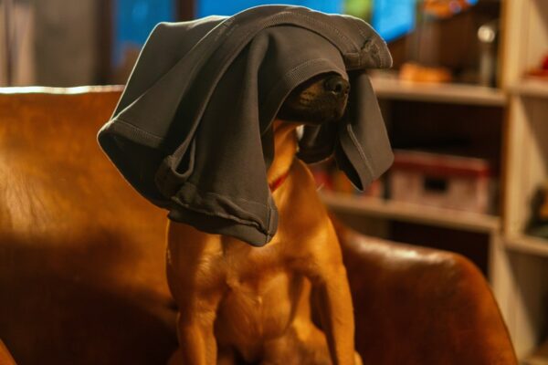 Imagem colorida do cachorro Amendoim com uma camiseta na cabeça, no set de Caramelo, da Netflix